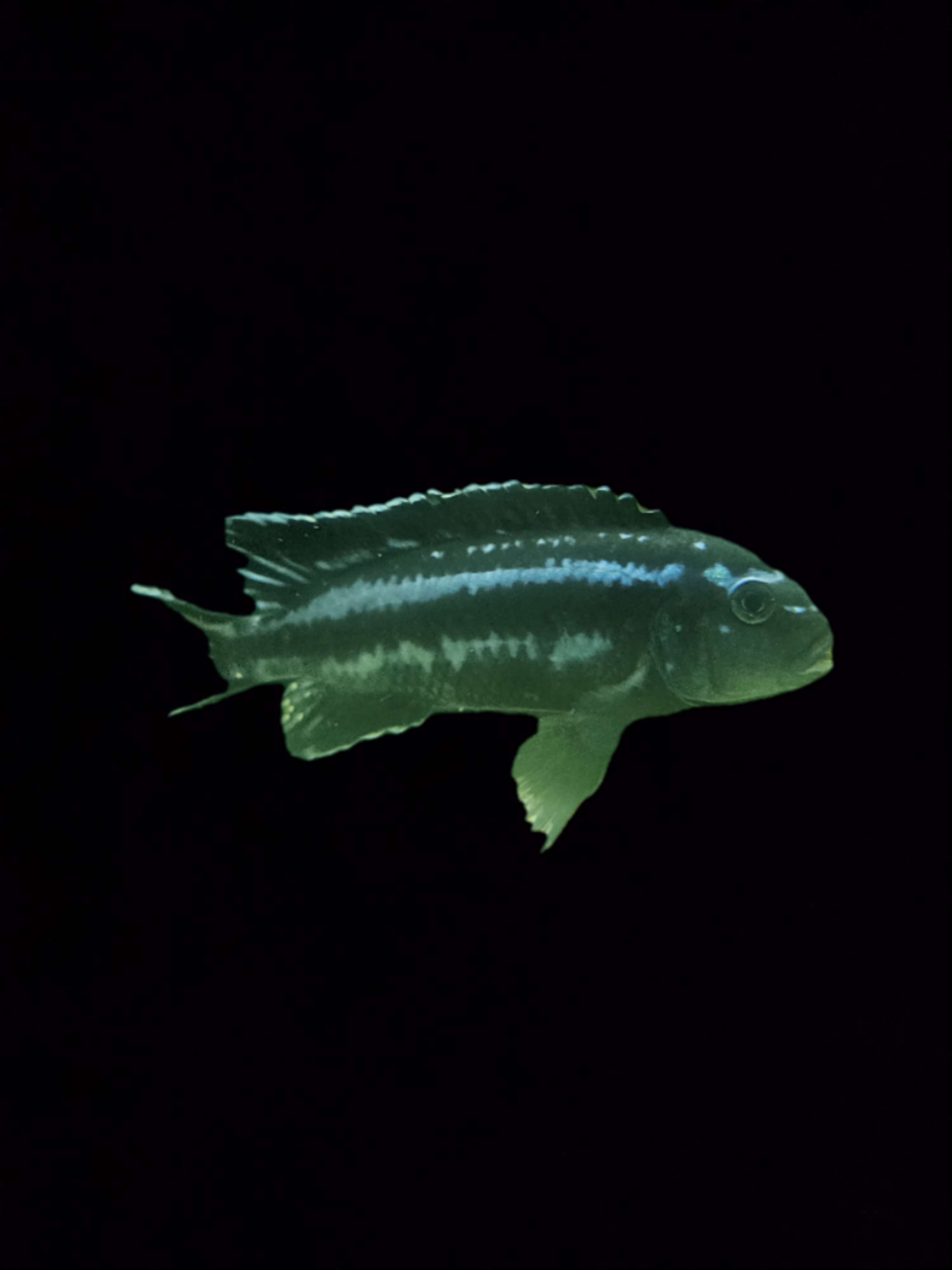 cichlidé malawi - Vue alternative