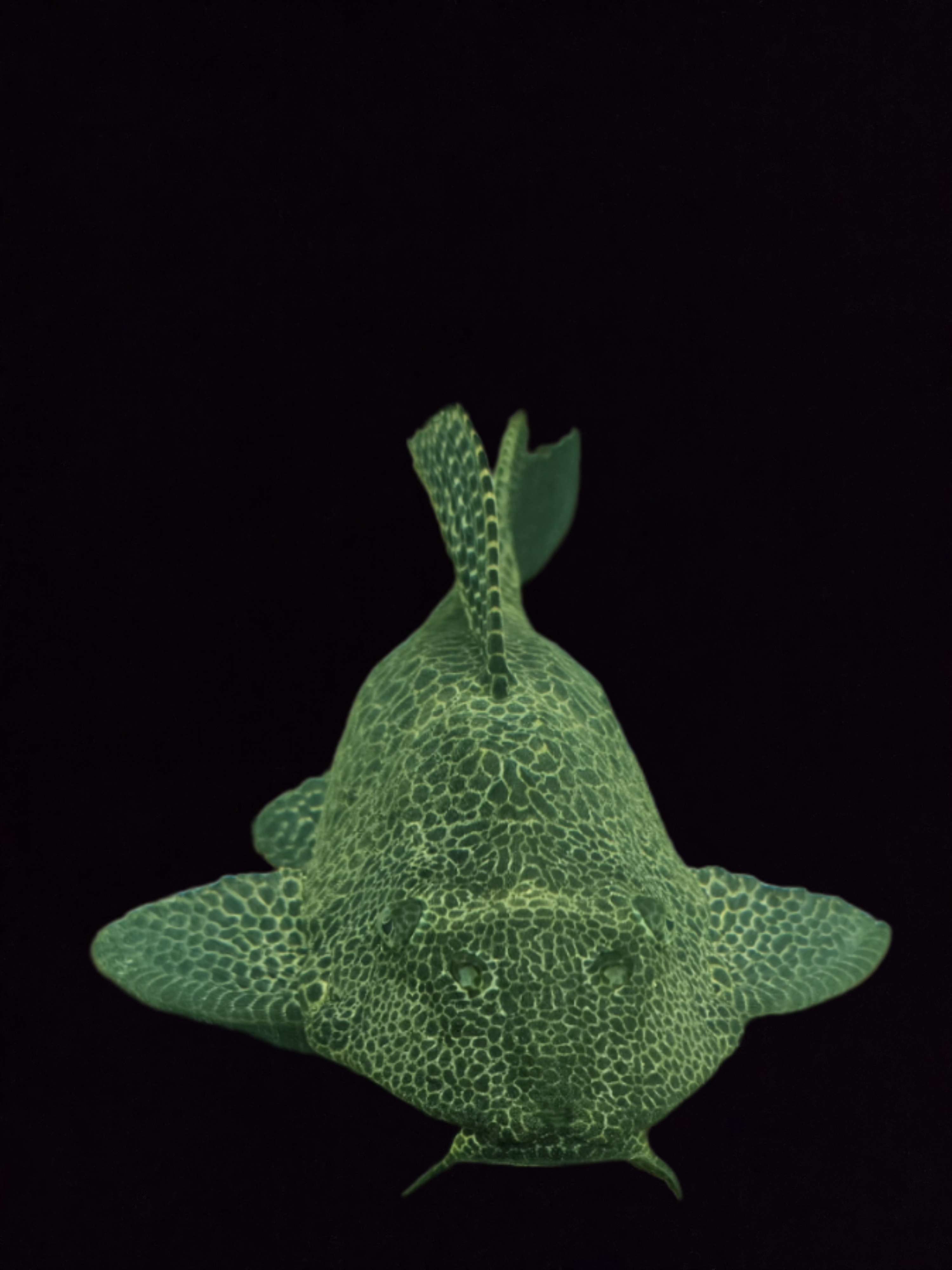 pleco commun - Vue alternative