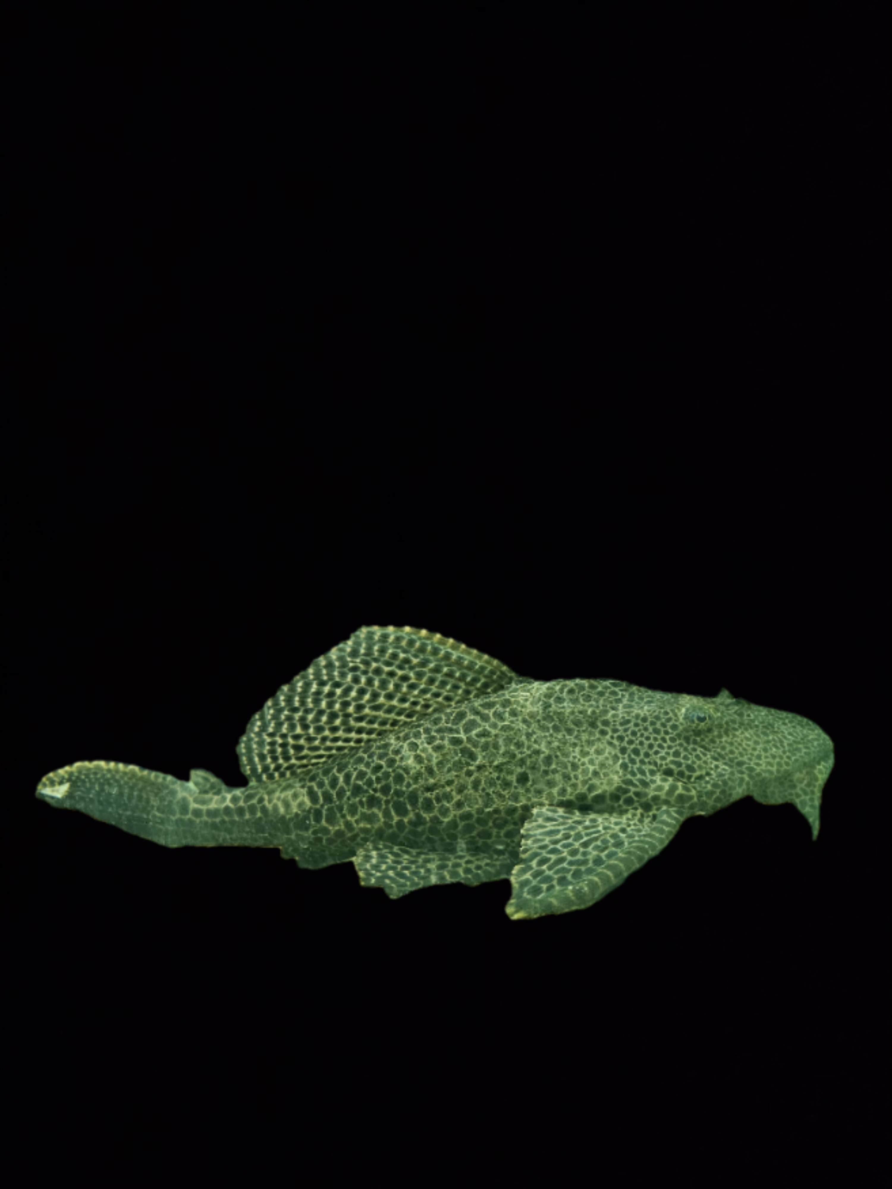 le poisson pleco commun