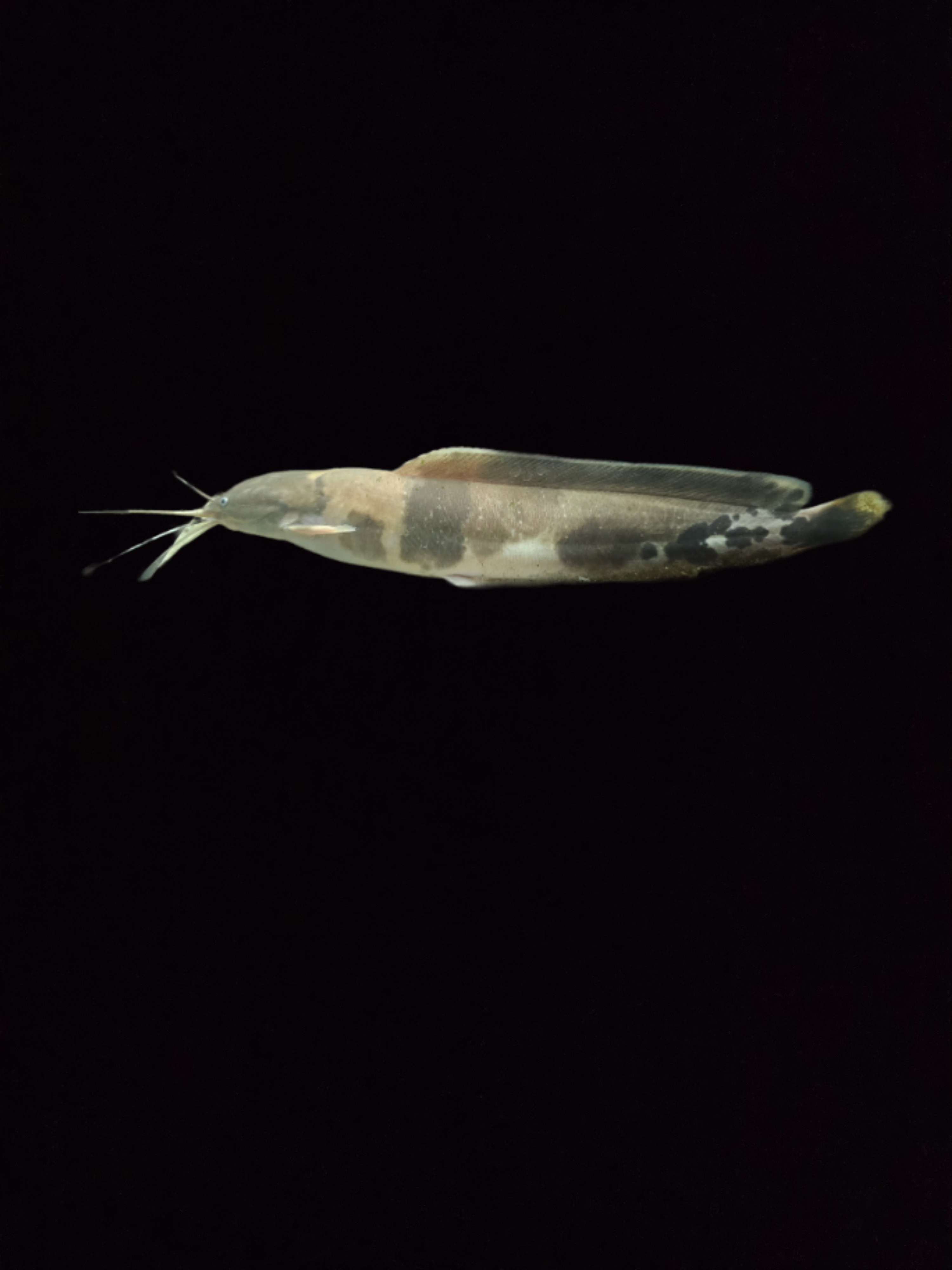 le poisson silure grenouille