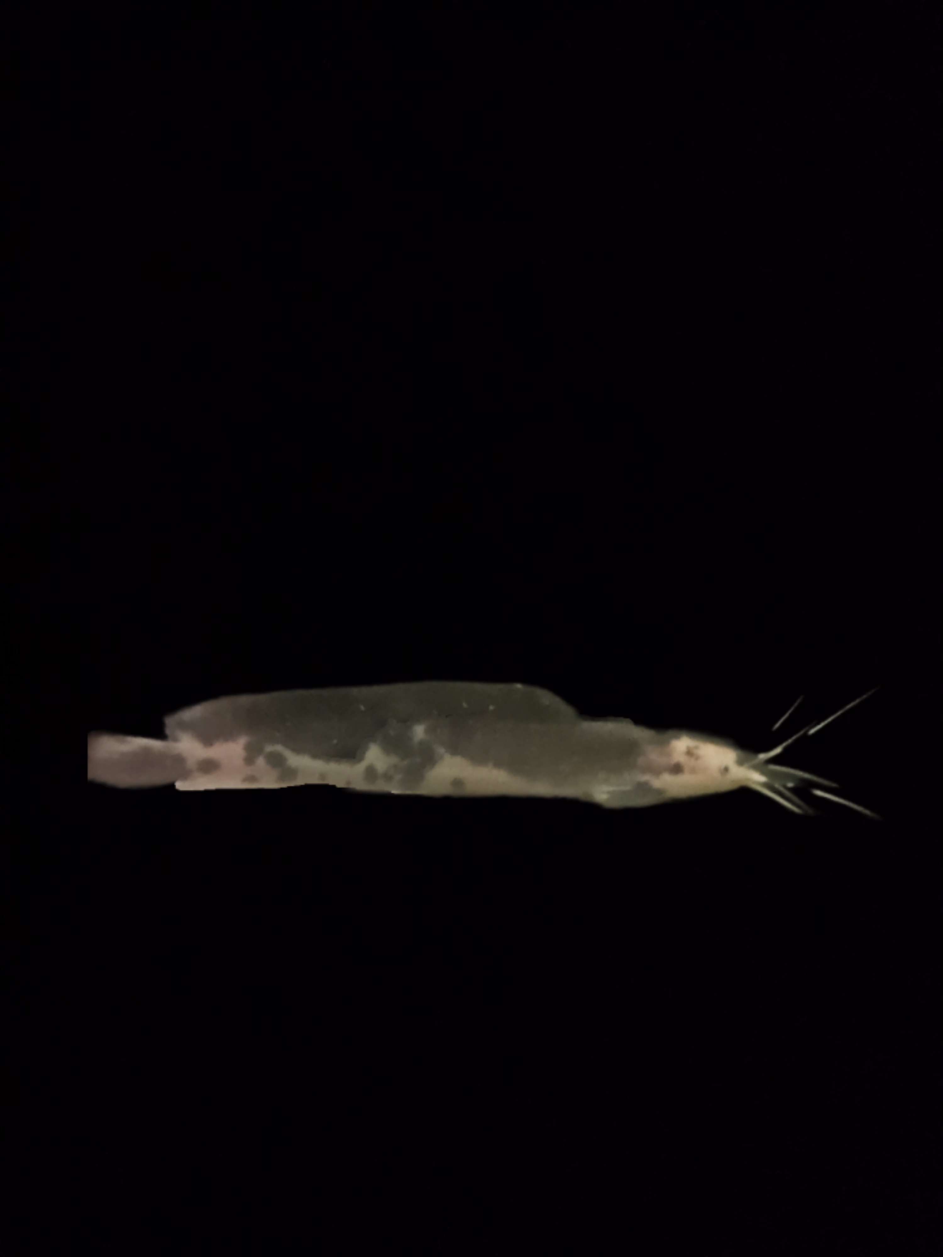 silure grenouille - Vue alternative